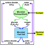 Graphical abstract: A self-assembling self-repairing microbial photoelectrochemical solar cell