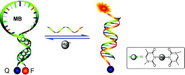 Graphical abstract: Reversible molecular switching of molecular beacon: controlling DNA hybridization kinetics and thermodynamics using mercury(ii) ions