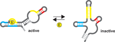 Graphical abstract: New theophylline-activated Diels–Alderase ribozymes by molecular engineering