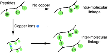 Graphical abstract: The role of copper in cysteine oxidation: study of intra- and inter-molecular reactions in mass spectrometry