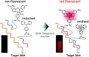 Graphical abstract: Reduction-triggered red fluorescent probes for dual-color detection of oligonucleotide sequences
