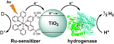 Graphical abstract: Catalytic electrochemistry of a [NiFeSe]-hydrogenase on TiO2 and demonstration of its suitability for visible-light driven H2 production