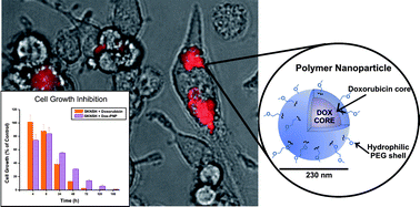 Graphical abstract: Synthesis and in vitro activity of ROMP-based polymer nanoparticles