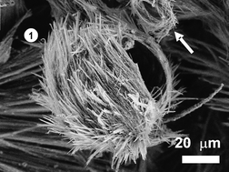 Graphical abstract: Hollow Fe-containing carbon fibers with tubular tertiary structure: preparation and Li-storage properties