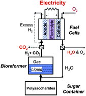 Graphical abstract: A sweet out-of-the-box solution to the hydrogen economy: is the sugar-powered car science fiction?
