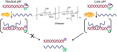 Graphical abstract: Chitosan: a novel platform in proton-driven DNA strand rearrangement actuation