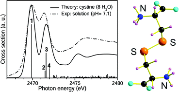 Graphical abstract: Theoretical and experimental sulfur K-edge X-ray absorption spectroscopic study of cysteine, cystine, homocysteine, penicillamine, methionine and methionine sulfoxide