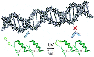 Graphical abstract: Photoresponsive tandem zinc finger peptide