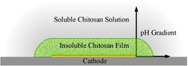 Graphical abstract: Spatial resolution in chitosan-based programmable biomolecular scaffolds