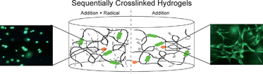 Graphical abstract: Sequential crosslinking to control cellular spreading in 3-dimensional hydrogels