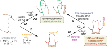 Graphical abstract: Efficient control of group I intron ribozyme catalysis by DNA constraints