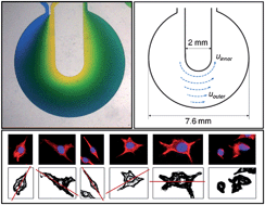 Graphical abstract: Simultaneous generation of chemical concentration and mechanical shear stress gradients using microfluidic osmotic flow comparable to interstitial flow