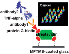 Graphical abstract: An ultra-sensitive nanoarray chip based on single-molecule sandwich immunoassay and TIRFM for protein detection in biologic fluids