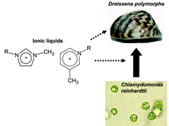 Graphical abstract: Acute toxic effects of ionic liquids on zebra mussel (Dreissena polymorpha) survival and feeding