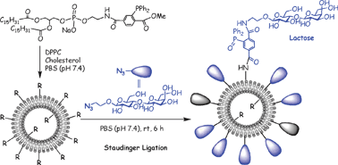 Graphical abstract: Chemically-selective surface glyco-functionalization of liposomes through Staudinger ligation