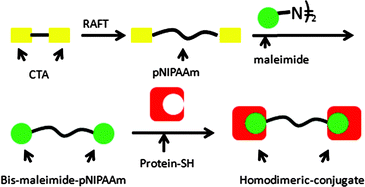 Graphical abstract: Synthetic approach to homodimeric protein–polymer conjugates