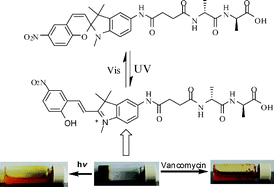 Graphical abstract: Spiropyran-linked dipeptide forms supramolecular hydrogel with dual responses to light and to ligand–receptor interaction