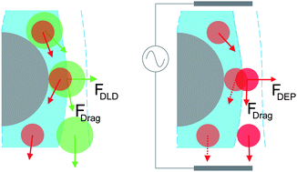 Graphical abstract: Tipping the balance of deterministic lateral displacement devices using dielectrophoresis