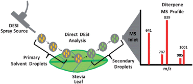 Graphical abstract: Direct analysis of Stevia leaves for diterpene glycosides by desorption electrospray ionization mass spectrometry