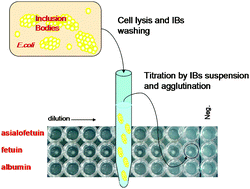 Graphical abstract: Targeting lectin activity into inclusion bodies for the characterisation of glycoproteins