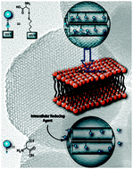 Graphical abstract: Cell-induced intracellular controlled release of membrane impermeable cysteine from a mesoporous silica nanoparticle-based drug delivery system