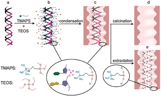 Graphical abstract: DNA transcription into diverse porous silicas by a co-structure directing route: chiral, ring and ordered nanochannel arrays