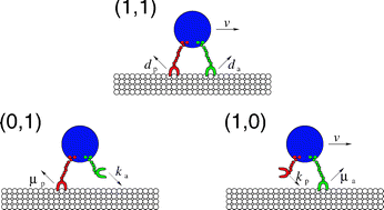 Graphical abstract: Enhancement of cargo processivity by cooperating molecular motors