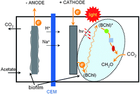Graphical abstract: A completely anoxic microbial fuel cell using a photo-biocathode for cathodic carbon dioxide reduction