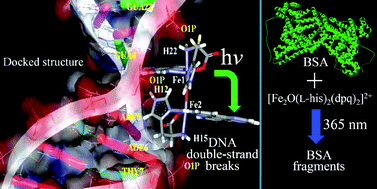 Graphical abstract: Photo-induced double-strand DNA and site-specific protein cleavage activity of l-histidine (μ-oxo)diiron(iii) complexes of heterocyclic bases