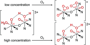 Graphical abstract: Air oxidation of divanadium(IV) complexes