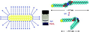 Graphical abstract: Organo-soluble photoresponsive azothiol monolayer-protected gold nanorods