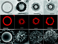 Graphical abstract: Tuning microcapsules surface morphology using blends of homo- and copolymers of PLGA and PLGA-PEG