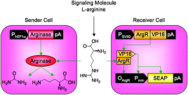 Graphical abstract: A synthetic metabolite-based mammalian inter-cell signaling system