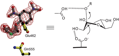 Graphical abstract: Structure of the Michaelis complex of β-mannosidase, Man2A, provides insight into the conformational itinerary of mannoside hydrolysis
