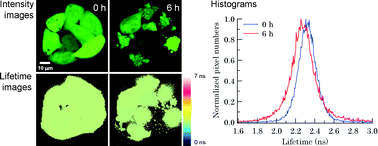 Graphical abstract: Fluorescence lifetime images of green fluorescent protein in HeLa cells during TNF-α induced apoptosis