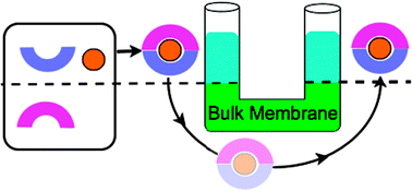 Graphical abstract: Transport of calcium ions through a bulk membrane by use of a dynamic combinatorial library