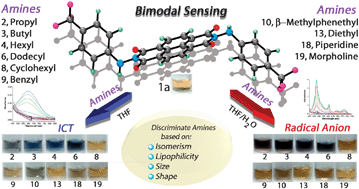 Graphical abstract: Naphthalene-bis-hydrazimide: radical anions and ICT as new bimodal probes for differential sensing of a library of amines