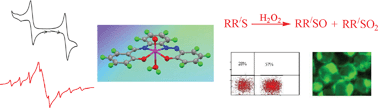 Graphical abstract: Synthesis, structure and reactivity of azosalophen complexes of vanadium(IV): studies on cytotoxic properties