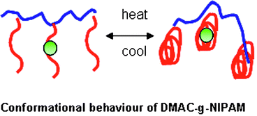 Graphical abstract: Manipulating the thermoresponsive behaviour of poly(N-isopropylacrylamide) 3. On the conformational behaviour of N-isopropylacrylamide graft copolymers