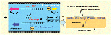 Graphical abstract: Separation of oligonucleotides with single-base mutation by capillary electrophoresis using specific interaction of metal ion with nucleotide