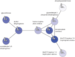 Graphical abstract: Systems biology meets synthetic biology: a case study of the metabolic effects of synthetic rewiring