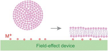 Graphical abstract: Mechanisms of supported bilayer detection using field-effect devices