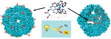 Graphical abstract: Photosensitizer efficiency in genetically modified protein cage architectures