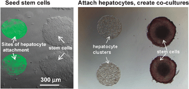 Graphical abstract: Directing hepatic differentiation of embryonic stem cells with protein microarray-based co-cultures
