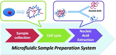 Graphical abstract: Microfluidic sample preparation: cell lysis and nucleic acidpurification