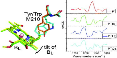 Graphical abstract: An investigation of slow charge separation in a Tyrosine M210 to Tryptophan mutant of the Rhodobacter sphaeroides reaction center by femtosecond mid-infrared spectroscopy