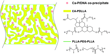 Graphical abstract: Three-dimensional fast-degrading polymer films for delivery of calcium phosphate/DNA co-precipitates in solid-phase transfection