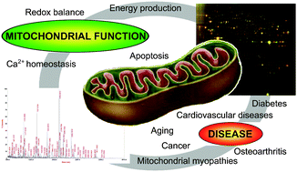 Graphical abstract: Mitochondrial proteomics and its application in biomedical research