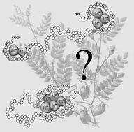 Graphical abstract: The plant metallothionein 2 from Cicer arietinum forms a single metal–thiolate cluster