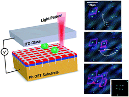 Graphical abstract: Phototransistor-based optoelectronic tweezers for dynamic cell manipulation in cell culture media